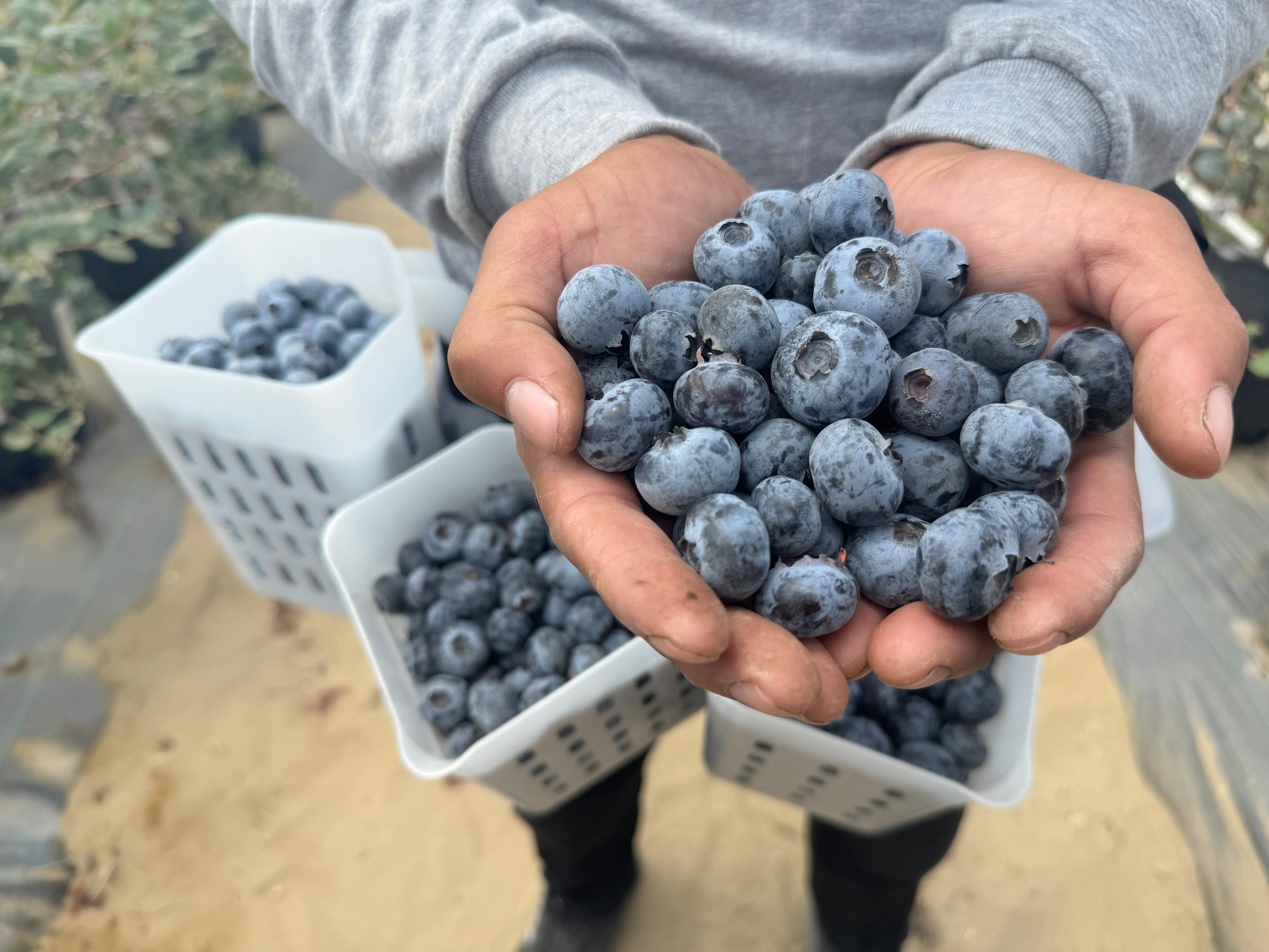 Arándano San Efisio