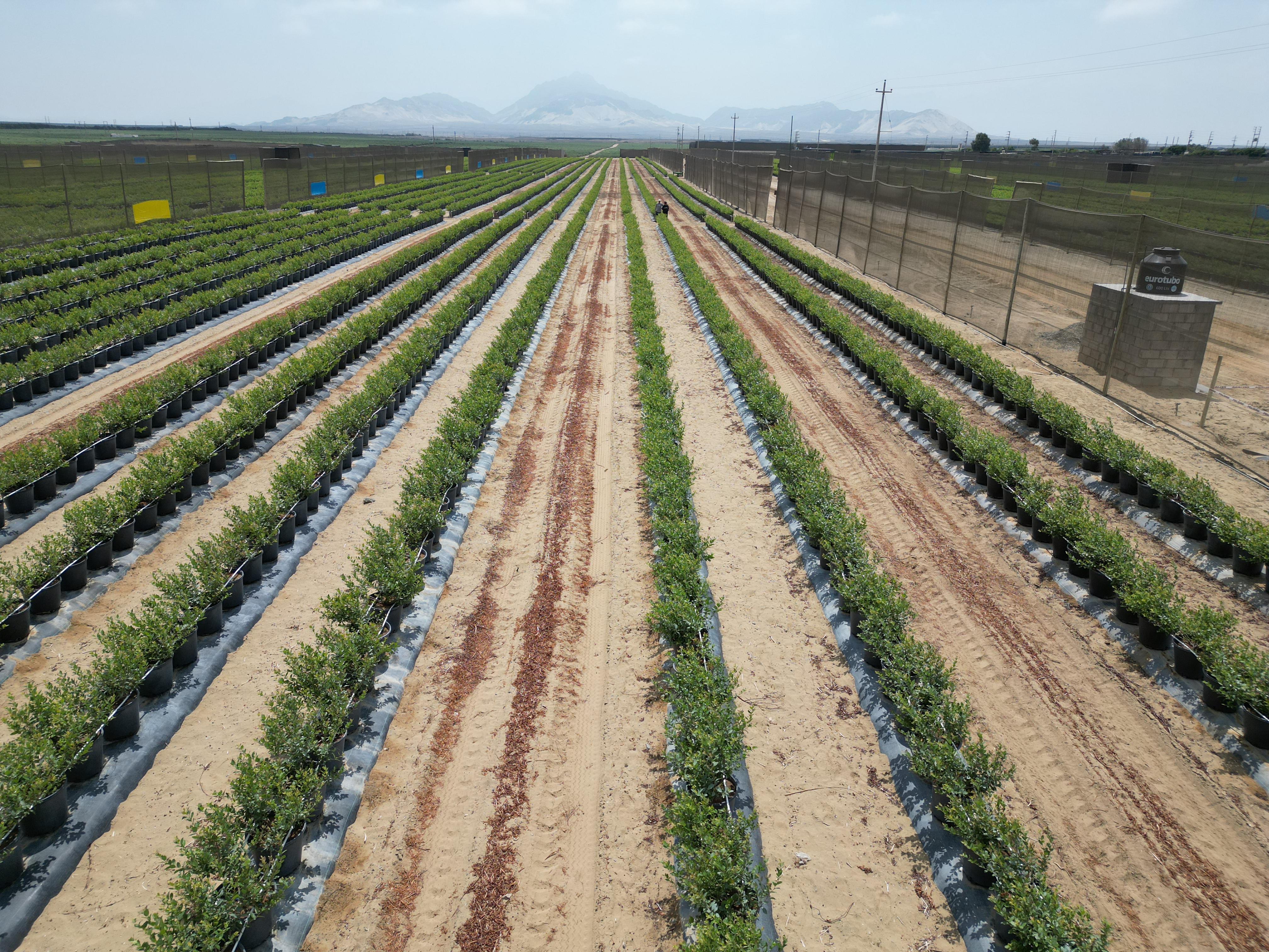 Agricultura sostenible