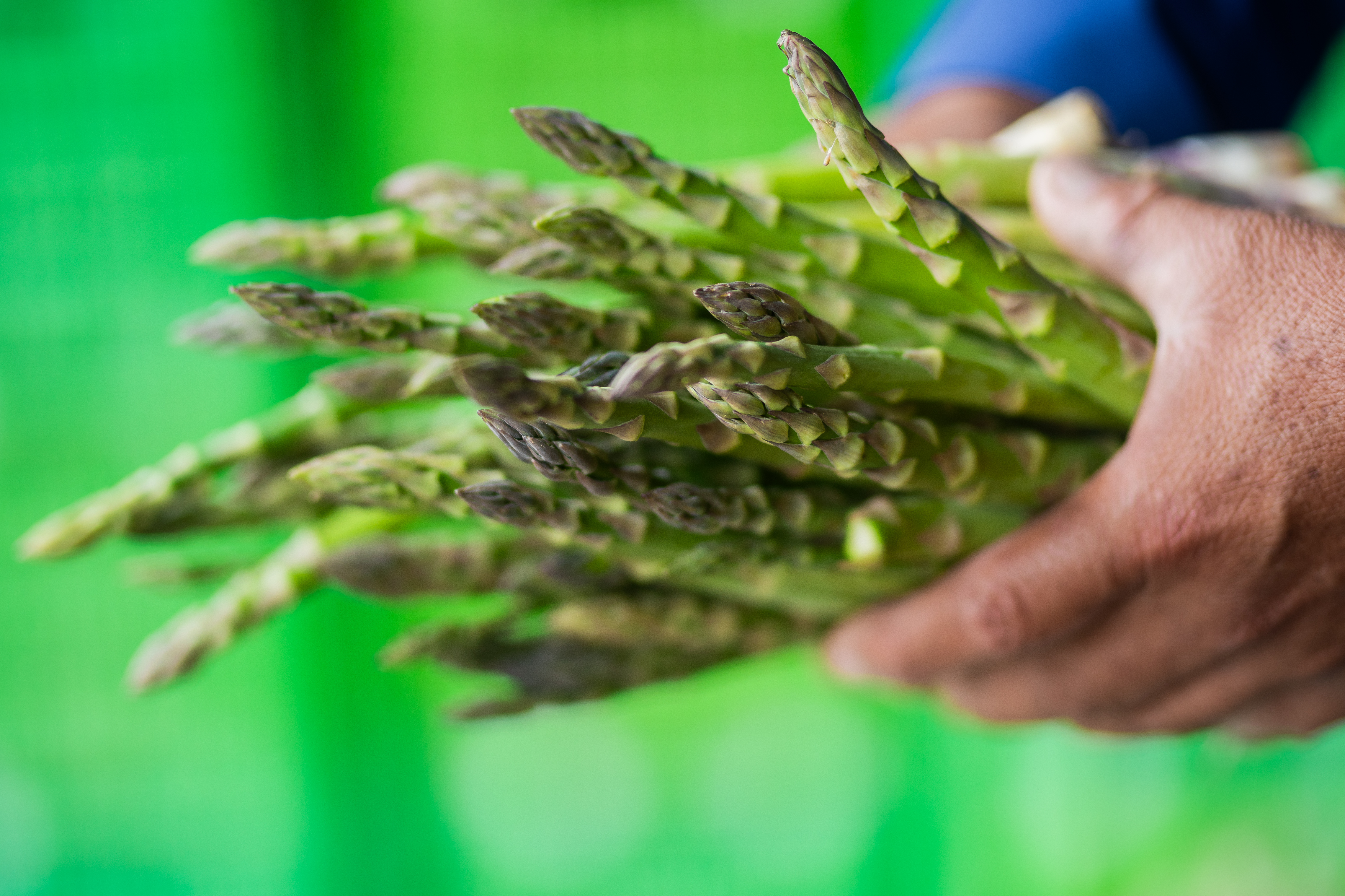 Arándano San Efisio