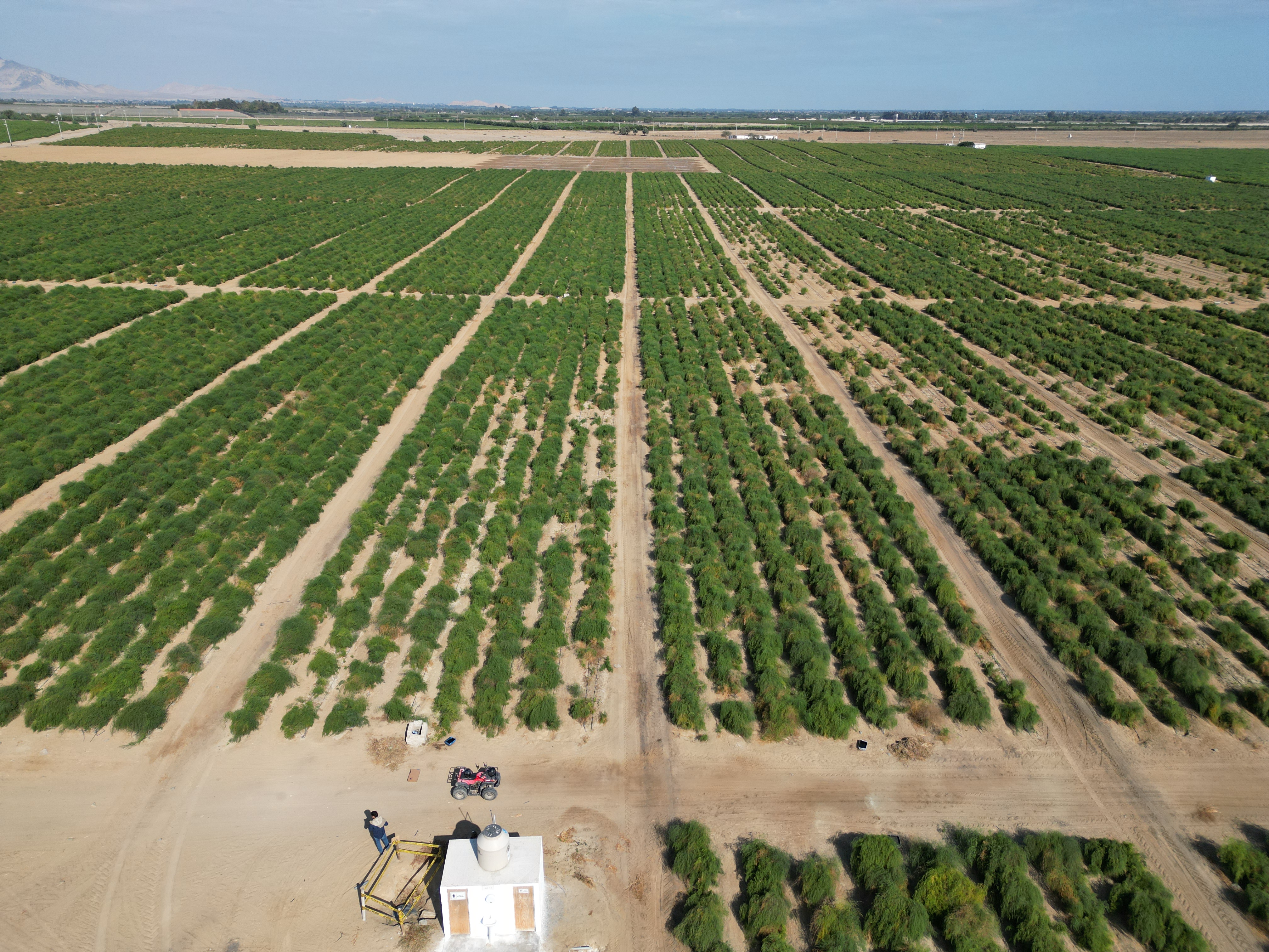 Agricultura sostenible